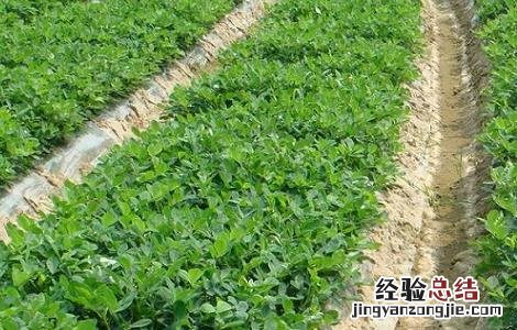 花生地膜覆盖栽培技术 花生地膜覆盖栽培技术