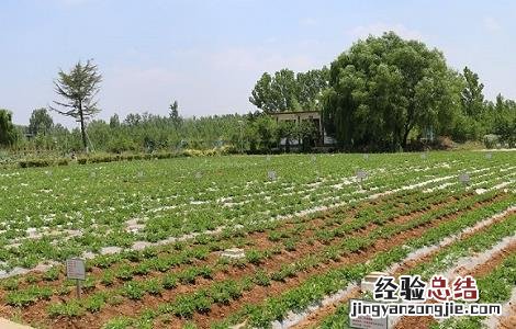 花生地膜覆盖栽培技术 花生地膜覆盖栽培技术