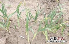 大蒜黄化原因及防治方法 大蒜发黄怎么治疗