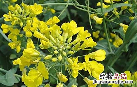 油菜种子价格及种植方法 油菜种子品种及价格