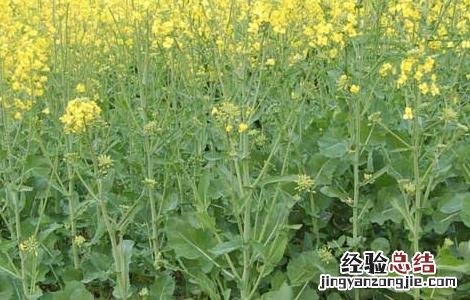 油菜种子价格及种植方法 油菜种子品种及价格