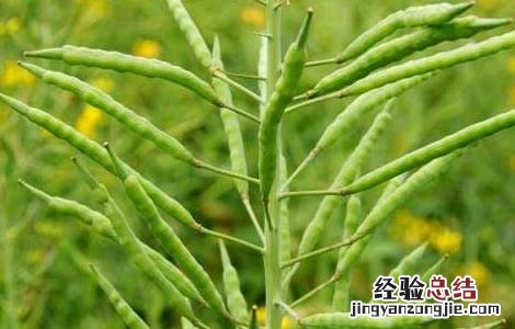 油菜种子价格及种植方法 油菜种子品种及价格