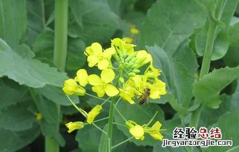 油菜种子价格及种植方法 油菜种子品种及价格