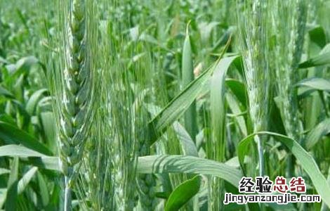 小麦种子的价格 小麦种子价格及种植方法