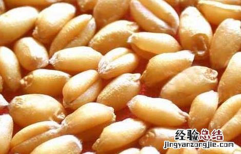 小麦种子的价格 小麦种子价格及种植方法