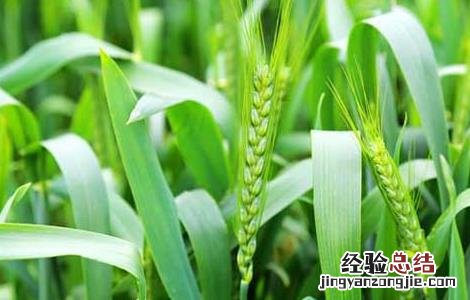 小麦种子的价格 小麦种子价格及种植方法