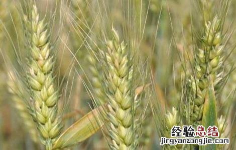 小麦种子的价格 小麦种子价格及种植方法
