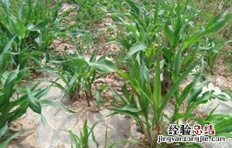 甜高粱种子价格及种植方法图片 甜高粱种子价格及种植方法