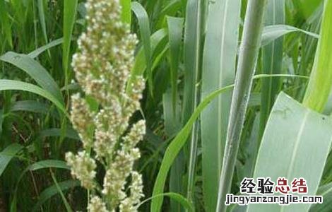 甜高粱种子价格及种植方法图片 甜高粱种子价格及种植方法