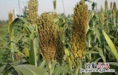 甜高粱种子价格及种植方法图片 甜高粱种子价格及种植方法