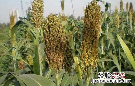 甜高粱种子价格及种植方法图片 甜高粱种子价格及种植方法