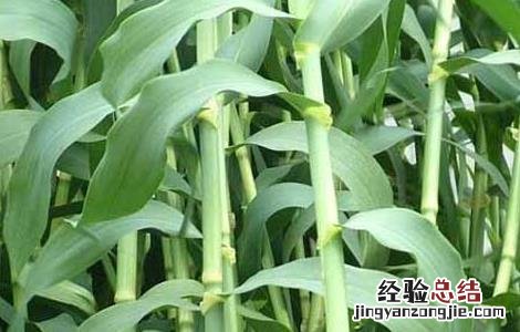 甜高粱种子价格及种植方法图片 甜高粱种子价格及种植方法