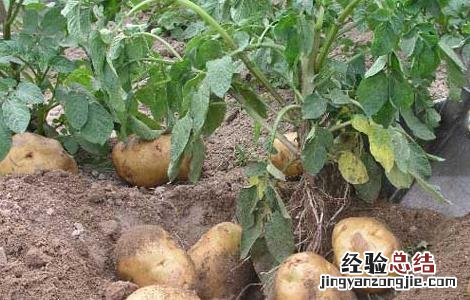 土豆种子批发价格 土豆种子价格及种植方法