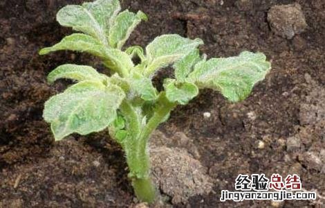 土豆种子批发价格 土豆种子价格及种植方法