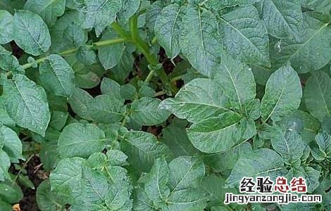 土豆种子批发价格 土豆种子价格及种植方法