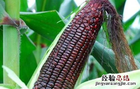 黑玉米种子价格及种植方法 黑玉米的种子多少钱一斤