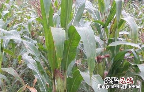 黑玉米种子价格及种植方法 黑玉米的种子多少钱一斤