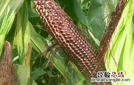 黑玉米种子价格及种植方法 黑玉米的种子多少钱一斤
