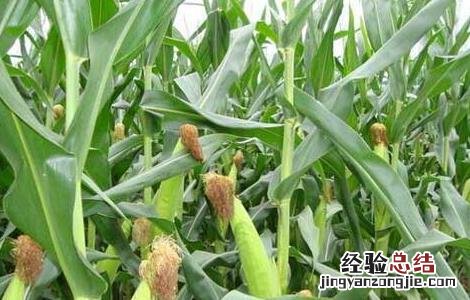 种玉米用什么肥料最好用 种玉米用什么肥料最好
