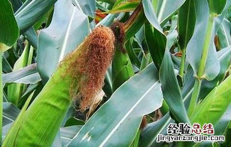种玉米用什么肥料最好用 种玉米用什么肥料最好