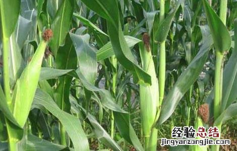种玉米用什么肥料最好用 种玉米用什么肥料最好