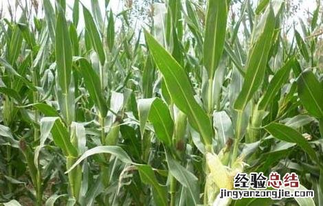 种玉米用什么肥料最好用 种玉米用什么肥料最好