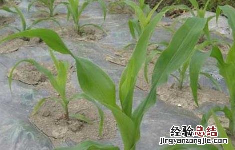 种玉米用什么肥料最好用 种玉米用什么肥料最好