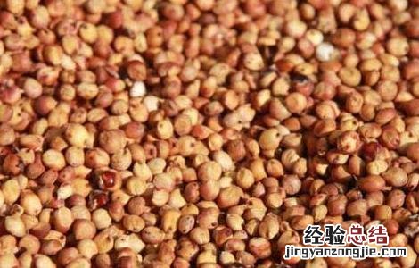 高粱种子价格多少 高粱种子价格及种植方法
