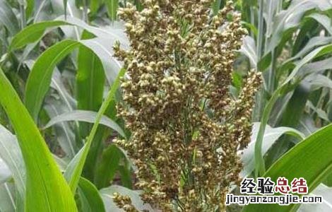 高粱种子价格多少 高粱种子价格及种植方法