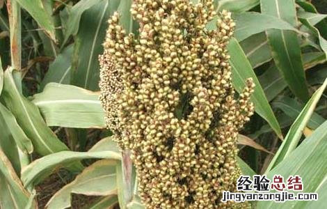 高粱种子价格多少 高粱种子价格及种植方法