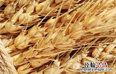 小麦啥时候传入中国的 小麦什么时候传入中国的