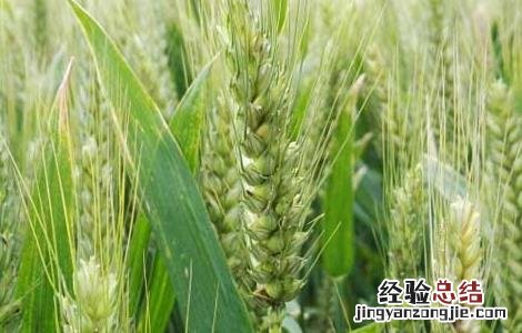 小麦啥时候传入中国的 小麦什么时候传入中国的
