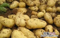 土豆什么时候进入中国 土豆什么时候进入中国市场