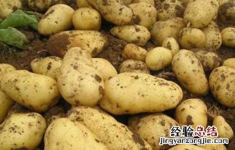 土豆什么时候进入中国 土豆什么时候进入中国市场