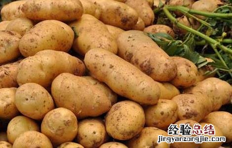 土豆什么时候进入中国 土豆什么时候进入中国市场