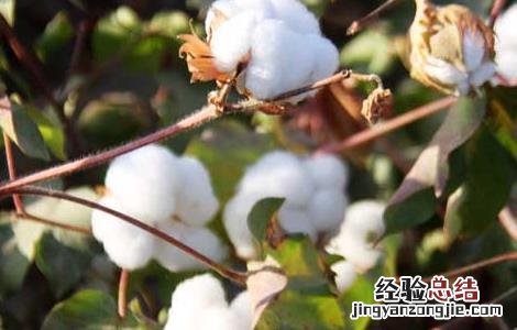 棉花哪一年进入中国的 棉花什么时候进入中国