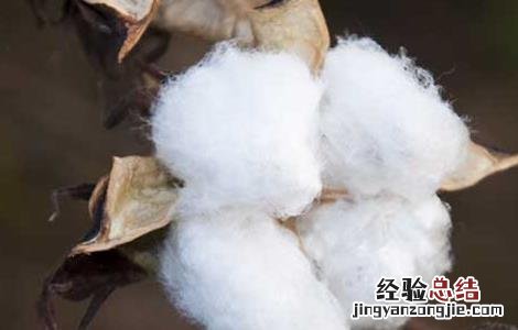 棉花哪一年进入中国的 棉花什么时候进入中国