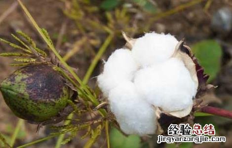 棉花哪一年进入中国的 棉花什么时候进入中国