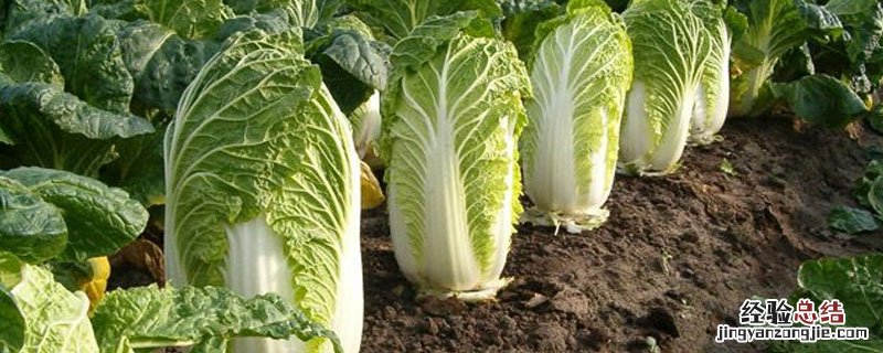 白菜上的黑点点是啥 白菜上的黑点点是什么