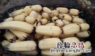 种藕怎么分株 种藕怎么分株方法