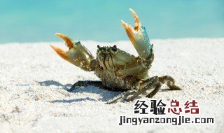 六月黄和大闸蟹区别有哪些 六月黄和大闸蟹区别是什么