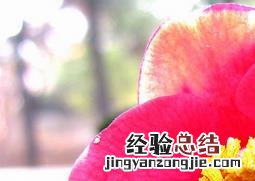山茶花的养殖方法和注意事项养殖日记 山茶花的养殖方法与注意事项
