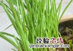 盆栽大蒜的种植方法技巧图片 盆栽大蒜的种植方法技巧
