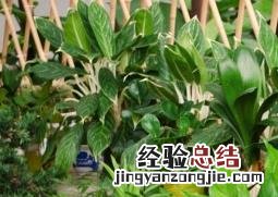 花卉什么时候浇水好 花卉什么时候浇水好养