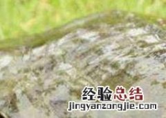 甲鱼怎么杀 甲鱼如何杀?