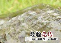 甲鱼怎么杀 甲鱼如何杀?
