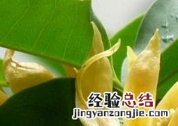 黄玉兰怎么养 黄玉兰花怎么养