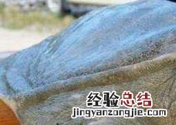 野生甲鱼和养殖甲鱼的区别在哪里 野生甲鱼和养殖甲鱼的区别