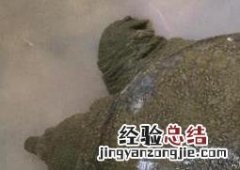 野生甲鱼和养殖甲鱼的区别在哪里 野生甲鱼和养殖甲鱼的区别