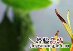 栀子的药用功效 栀子的药用功效与主治